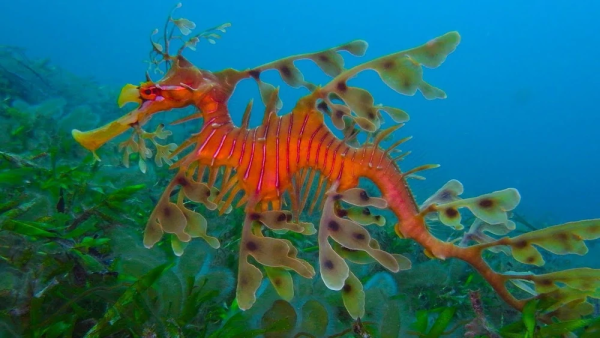 Морские обитатели для детей