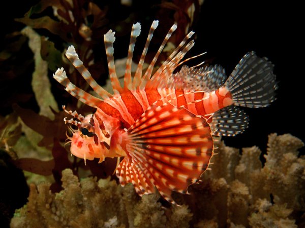 Опасные обитатели японское моря