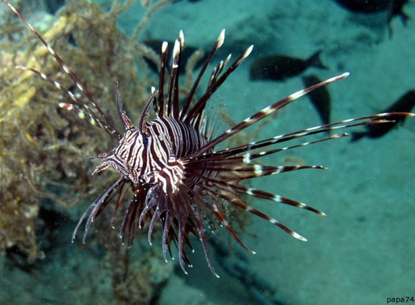 Дальневосточный морской заповедник Камчатский краб