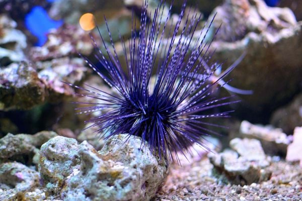 Антарктический клыкач