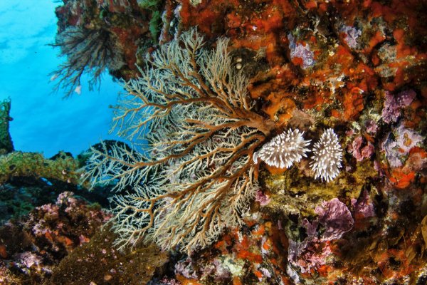 Рыбный промысел Японии