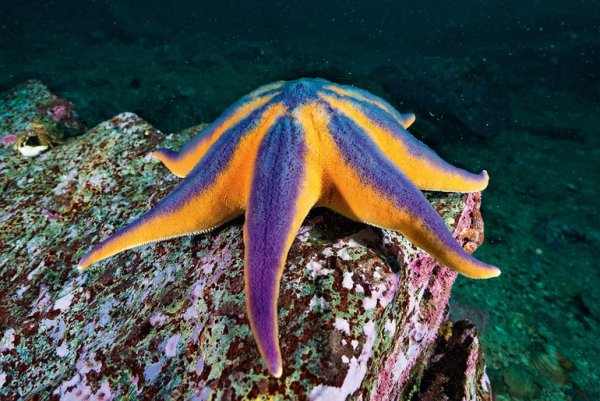 Рыбы средней полосы