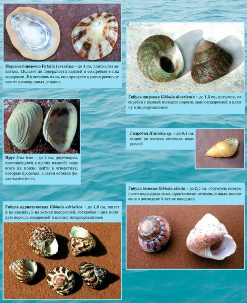 Раковины моллюсков черного моря