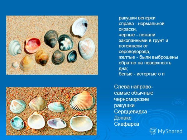 Раковины моллюсков черного моря