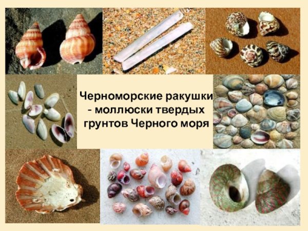 Ракушки черного моря названия