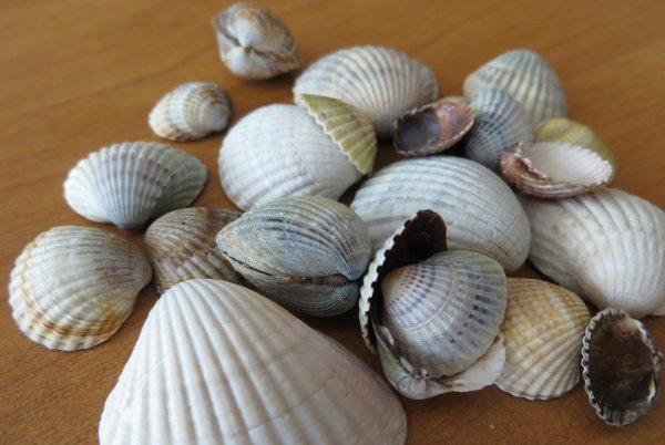 Раковины моллюсков черного моря
