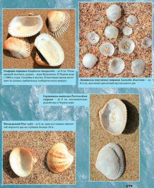 Ракушки черного моря названия