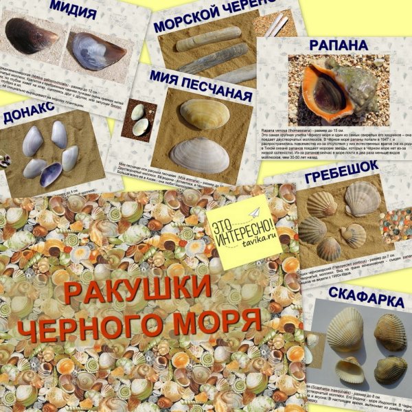 Раковины моллюсков черного моря