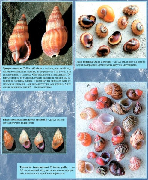 Ракушки морские съедобные - 55 фото