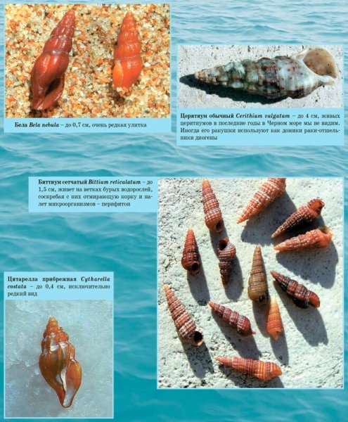 Раковины моллюсков с названиями