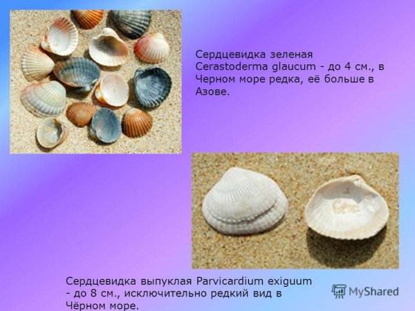 Моллюск рапана Томаса