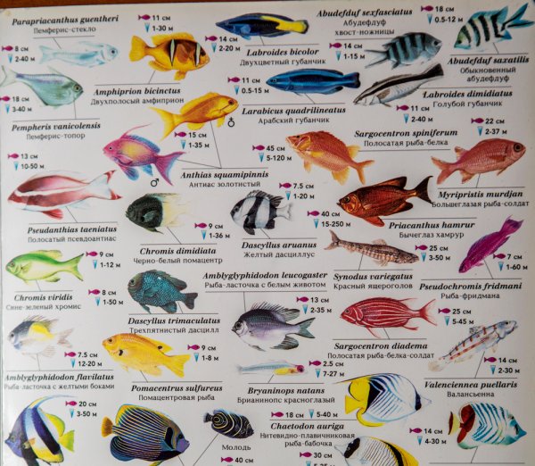 Информация о морских обитателях