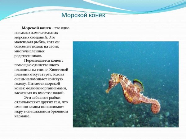 Голожаберный моллюск Тритон