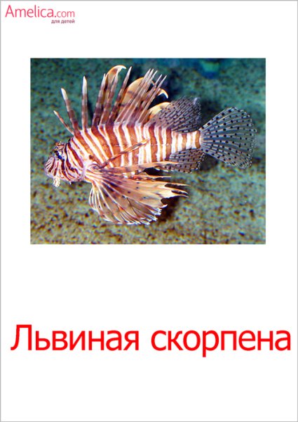 Японская мохнатоголовая собачка рыба