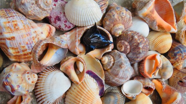 Ракушка спизула треугольная