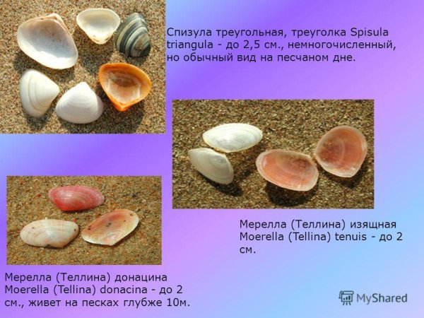 Черные ракушки морские