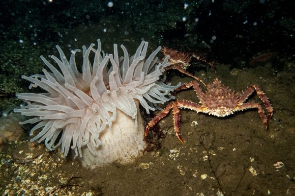 Речные рыбы названия