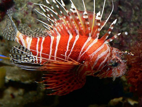 Ядовитые рыбы красного моря