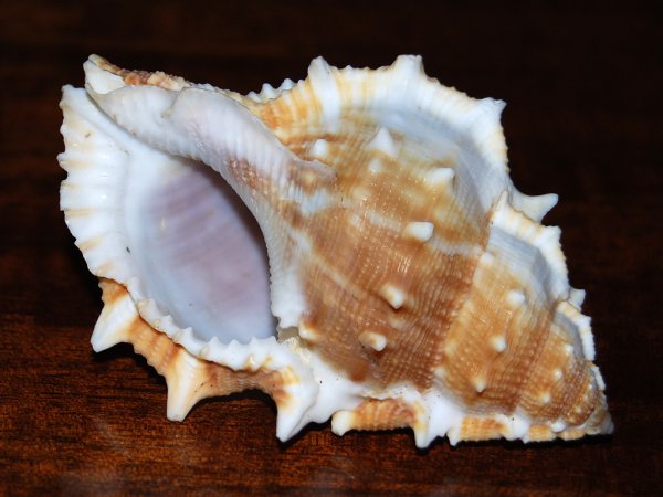 Рапан Черноморский