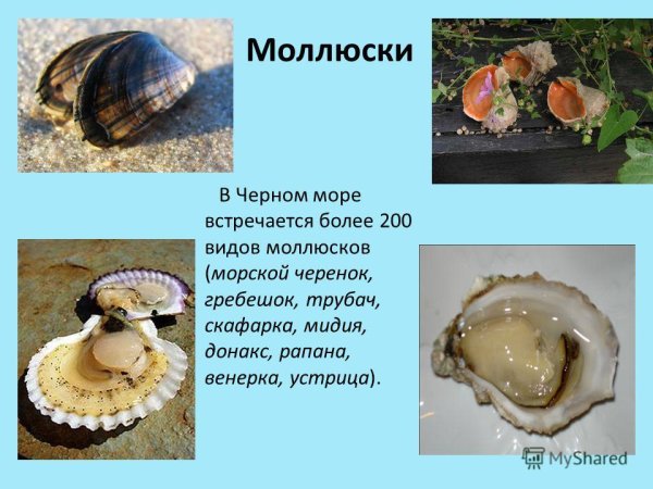 Петр Козлов художник ракушки