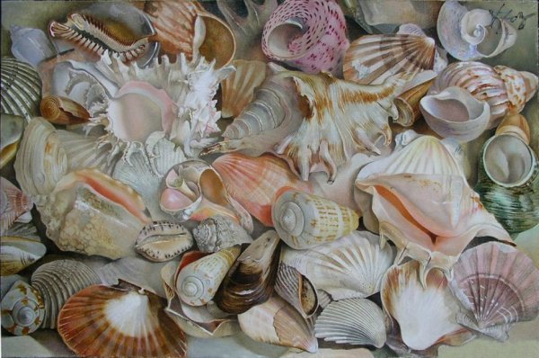 Форма раковины брюхоногого моллюска