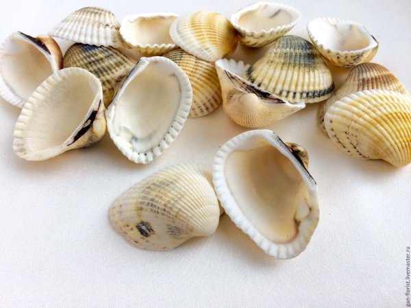 Донакс моллюск