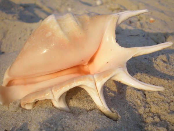 Ракушки черного моря