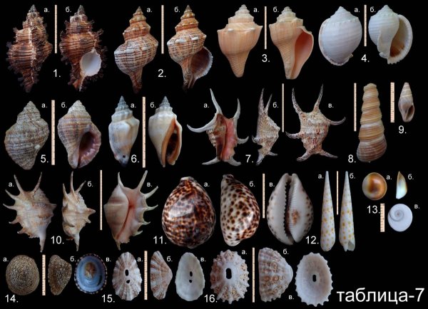 Двустворчатые моллюски Средиземного моря