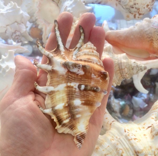 Морские раковины названия