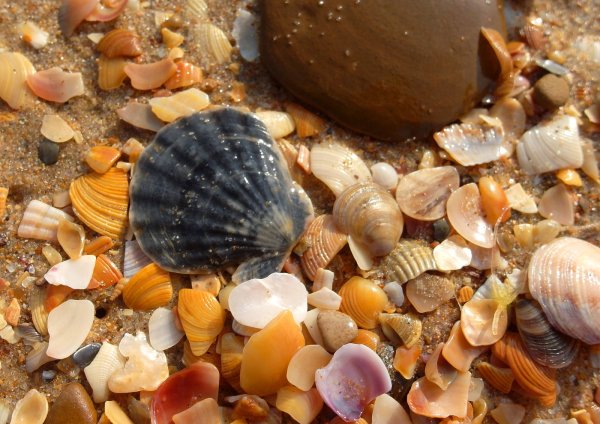 Морской гребешок класс моллюсков