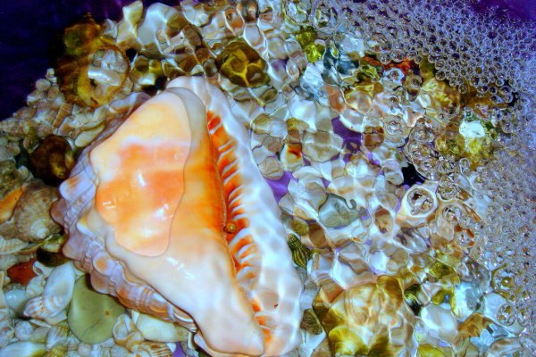 Типы раковин брюхоногих моллюсков