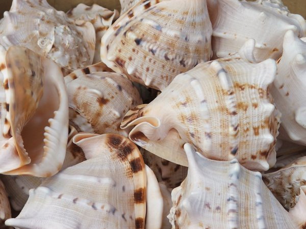 Раковины моллюсков черного моря