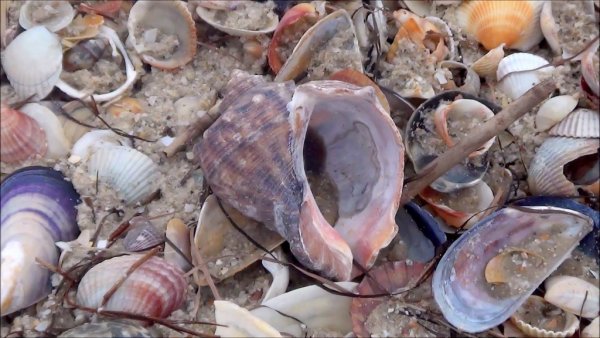 Редкие ракушки черного моря