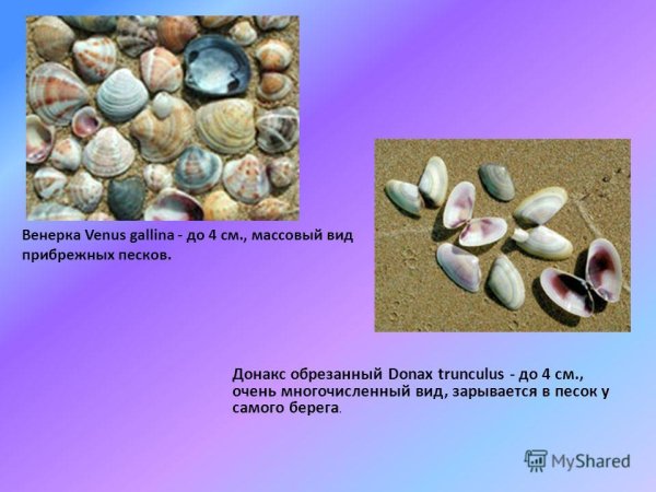 Красивые ракушки черного моря