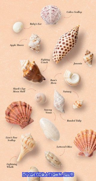 Моллюск рапана Азовское море