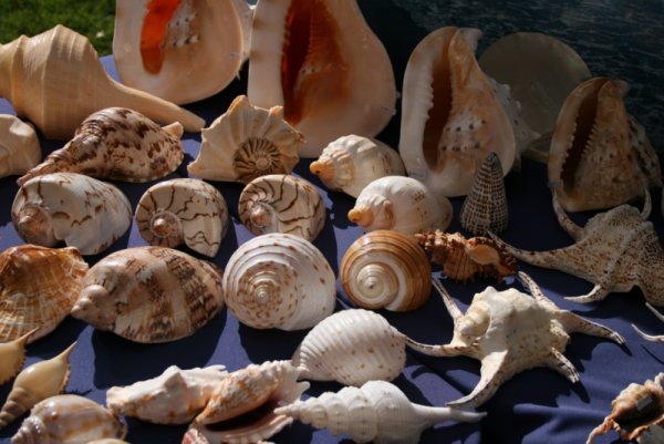 Моллюски Приморского края