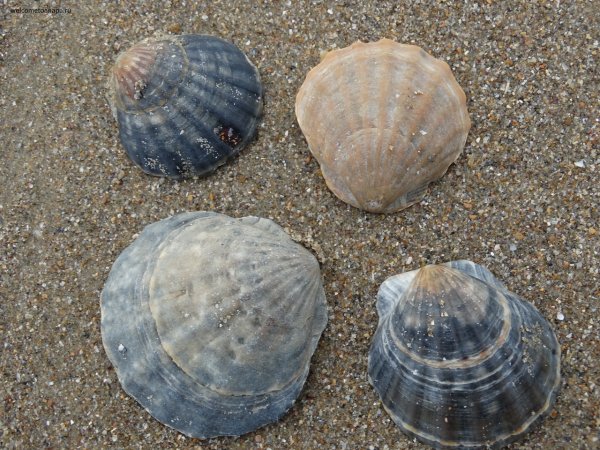 Двустворчатые моллюски Азовского моря