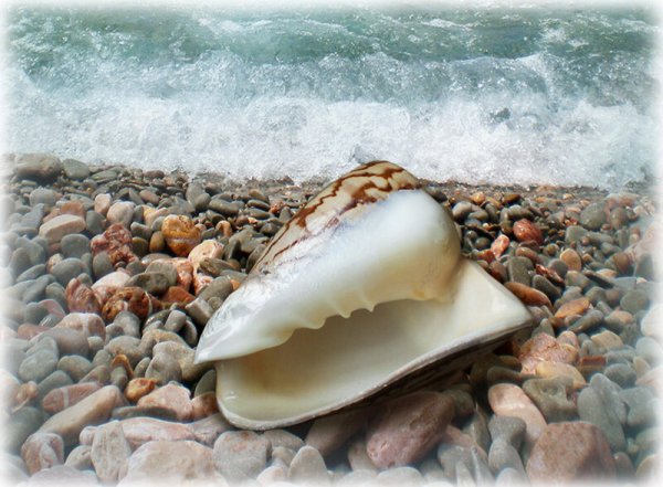 Моллюски черного моря и их ракушки