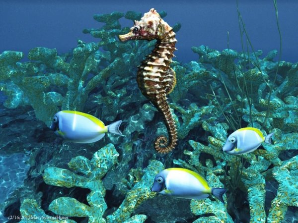 Подводный мир морской конек