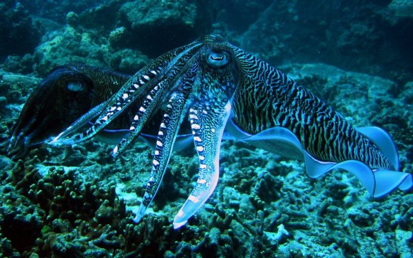 Каракатица красное море