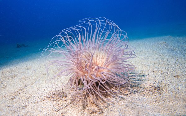 Актинии Средиземное море