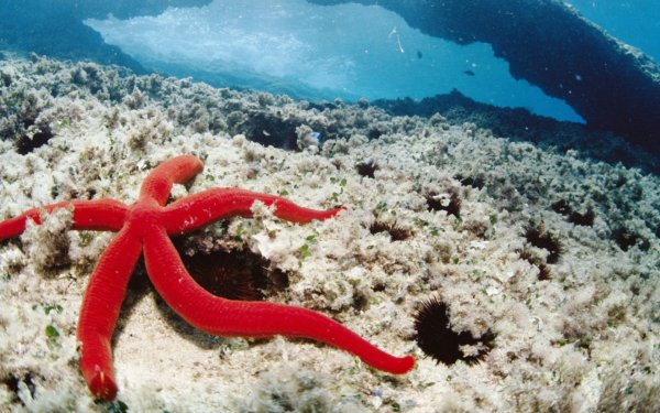 Морские звезды красного моря