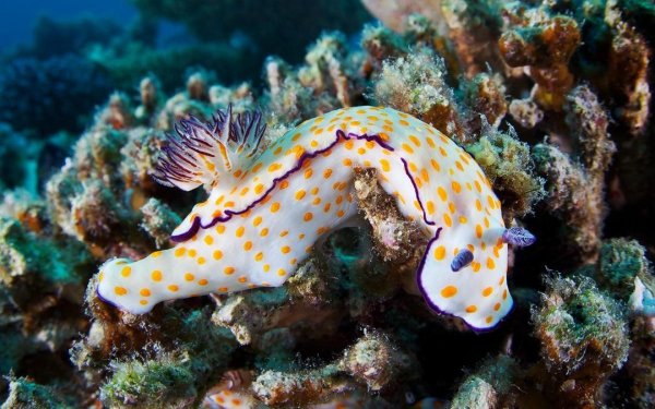 Голожаберные моллюски белого моря