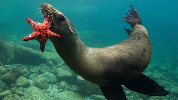 Мурена Занзибар