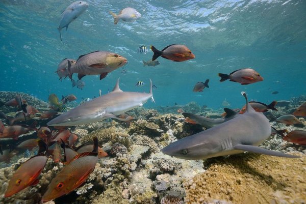 Подводный мир