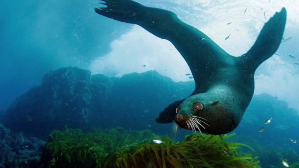 Животные Тихого океана