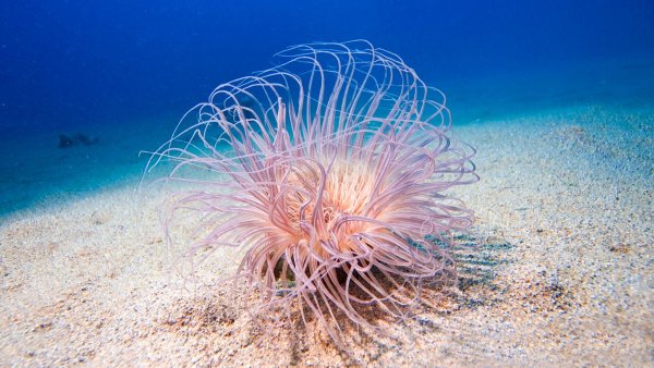 Актиния Песчаная