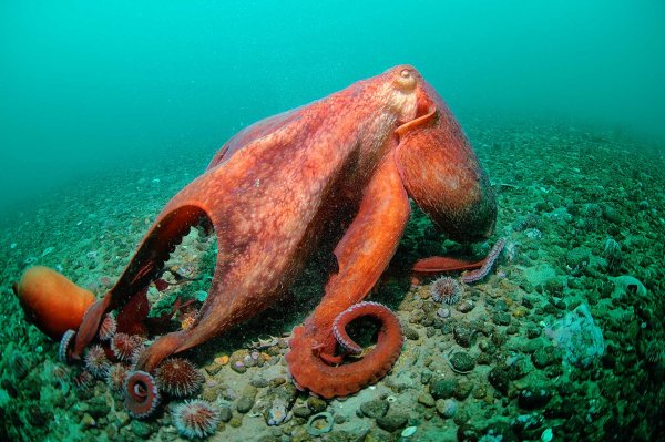 Морские головоногие моллюски