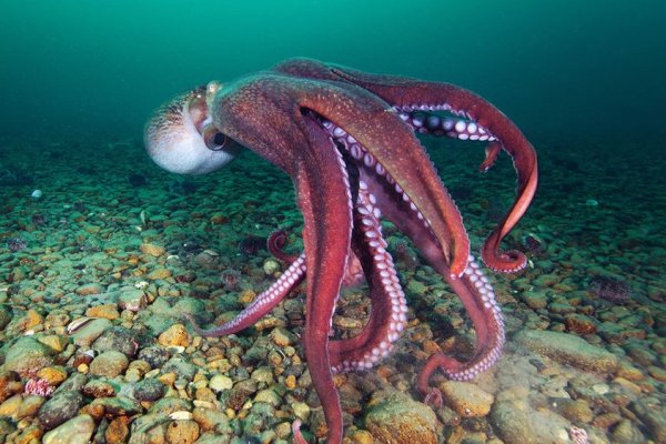 Длиннощупальцевый Спрут