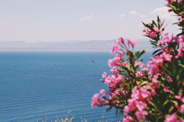 Цветы на фоне моря